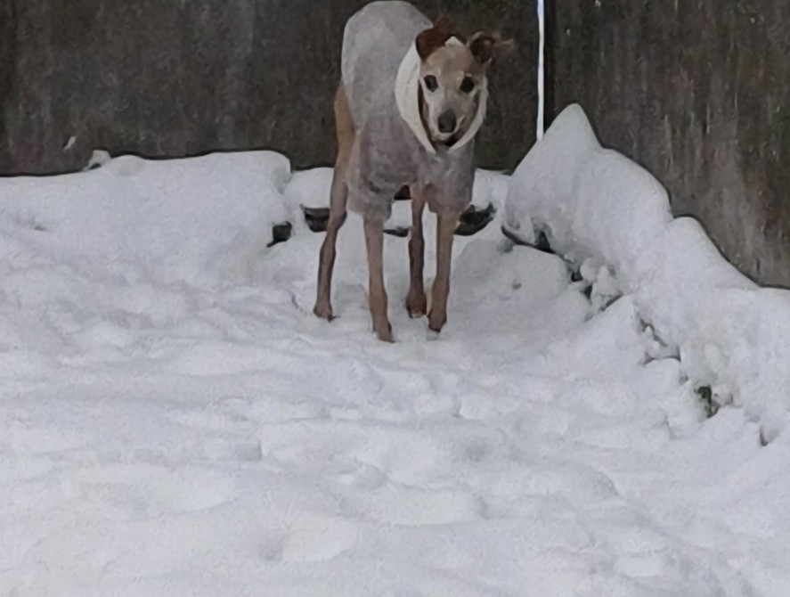 Гостиница Пес для собак - перетримка тварин у Київі, дім для собак Киев - изображение 7