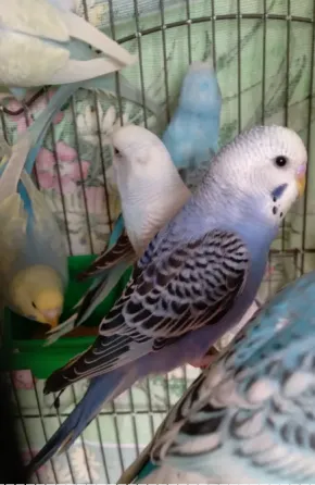 Волнистые попугаи. Птенчики. Розница и Опт Харків