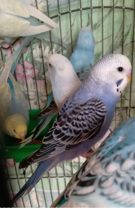Волнистые попугаи. Птенчики. Розница и Опт Харків - зображення 2