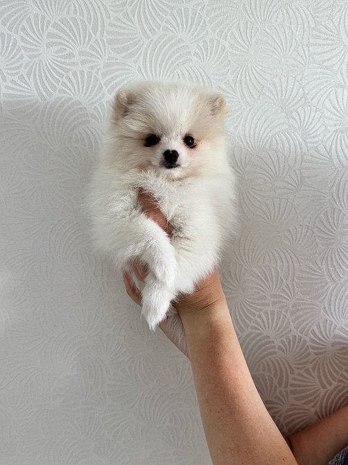 Продаж помаранський шпиц Кременчук - зображення 3