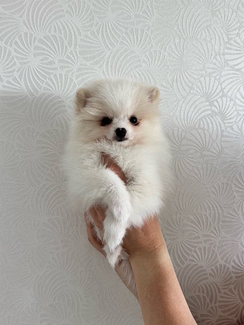 Продаж помаранський шпиц Кременчук - зображення 1