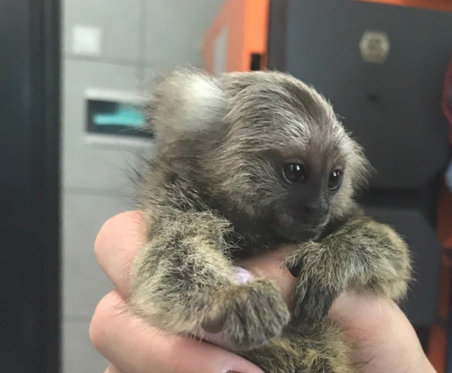 Ручная обезьяна игрунка обезьянка мармозетка Одеса - зображення 5