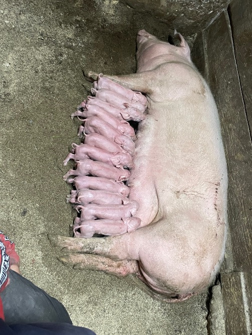 Продаються поросята: Петрен, дюрок, максимус Коростишів - зображення 6