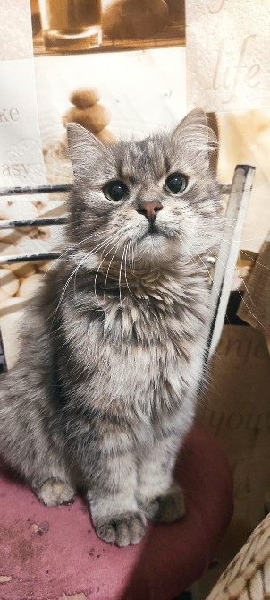 Безкоштовно. Кошеня, дівчинка Харків - зображення 1