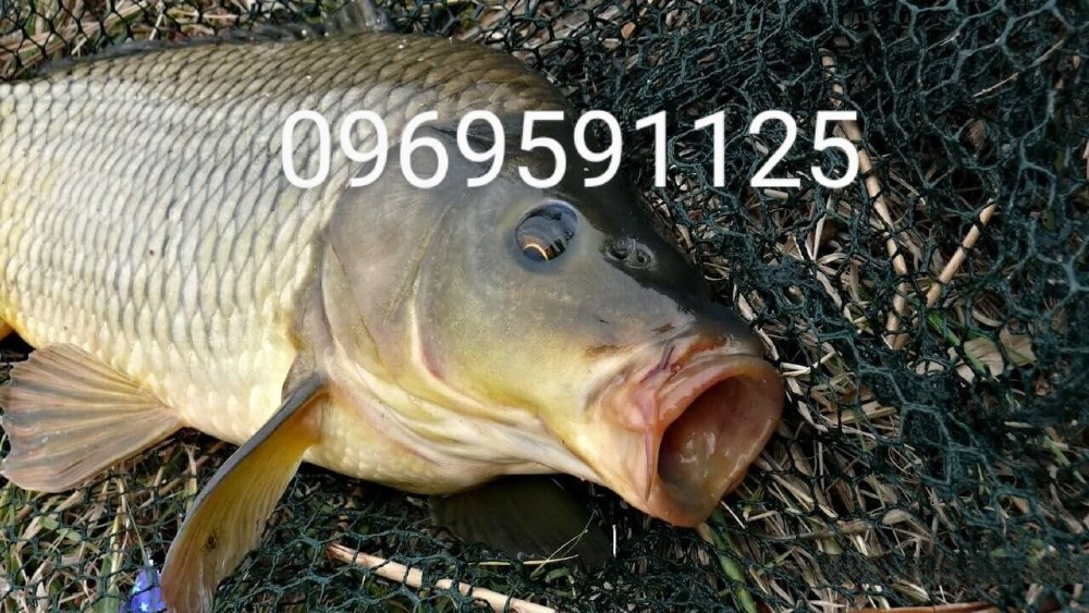 Зарибок окуня, карася, коропа, товстолоба, білого амура, судака, щуки Біла Церква - зображення 6