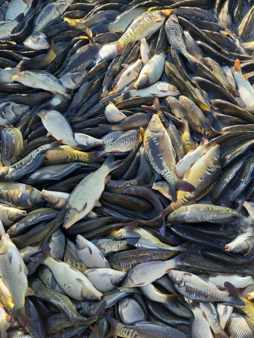 Зарибок судака, коропа, карася, товстолоба, щуки, білого амура Біла Церква - зображення 6