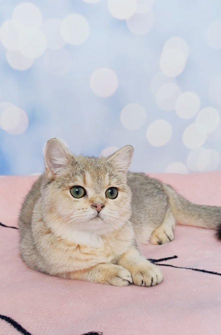 Британські кошенята золота дівчинка Одеса - зображення 3