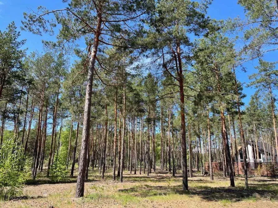 Ділянка під будівництво 34 сотки з лісом Вишгород - зображення 10