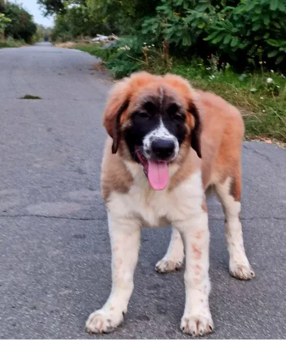 Московська сторожова Буча - зображення 5