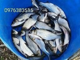 Зарибок білого амура, товстолоба, карася, щуки, судака, коропа. Достав Біла Церква - зображення 1