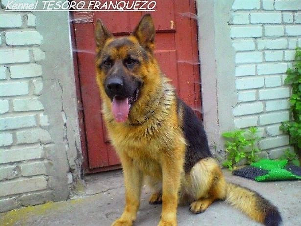 Породний, крупний кобельок Німецької Вівчарки від робочих батьків Львів - зображення 3