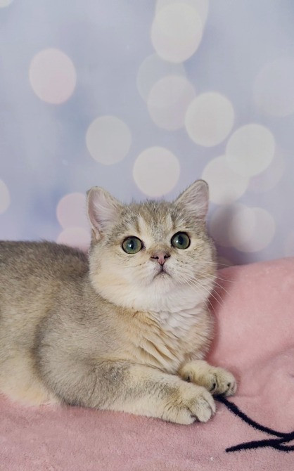 Британські кошенята золота дівчинка Одеса - зображення 4