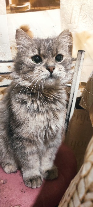 Безкоштовно. Кошеня, дівчинка Харків - зображення 4