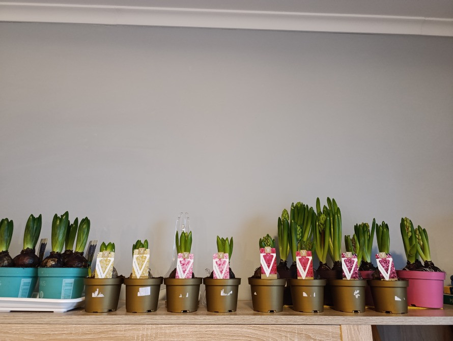 Гіацинти, живі квіти до свята ! Різноманітні кольори Київ - зображення 1