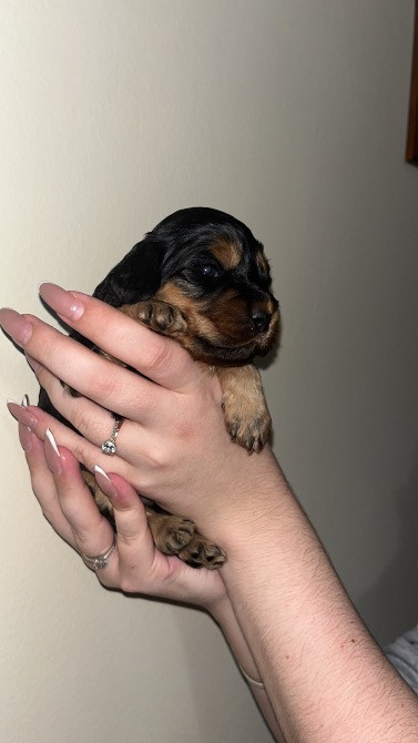 Цуценята Англійський Кокер Спаніель Чернівці - зображення 1