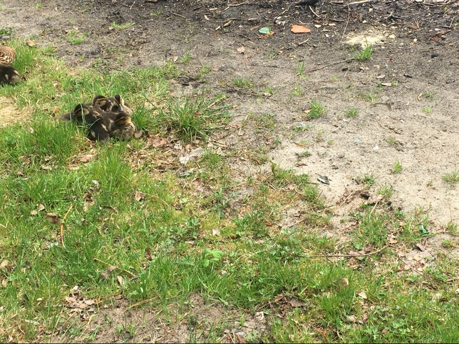 Оренда землі Шепетівка - зображення 2