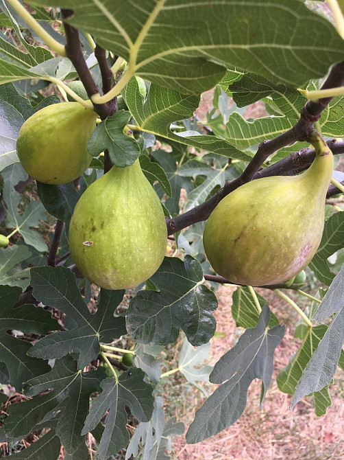 Черенки (чубуки) інжиру Одеса - зображення 1