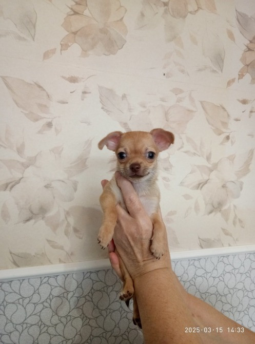 Продажа щенков породы чихуахуа, два мальчика и девочка Подільськ - зображення 1