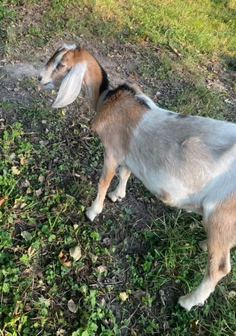 В'язка кіз англо-нубійським 100%цапом Стрий - зображення 1