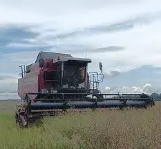 Куплю Ріпак (Рапс) по всій Україні Одесса - изображение 1