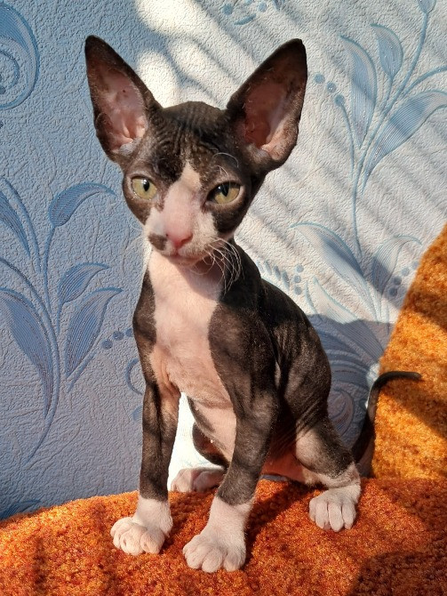 Девочка донского сфинкса Кривий Ріг - зображення 1