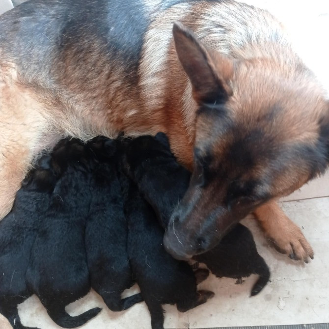 Цуценята Львів - зображення 1