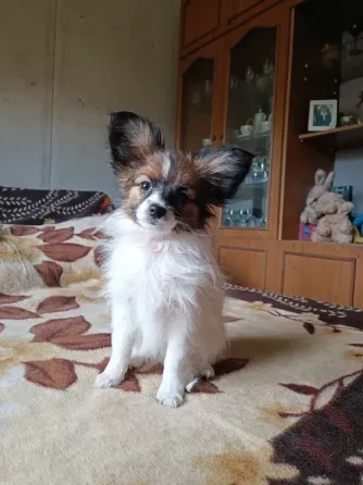 Дівчинка Папійон/папильон (Papillon) /континентальний той-спанієль Дніпро