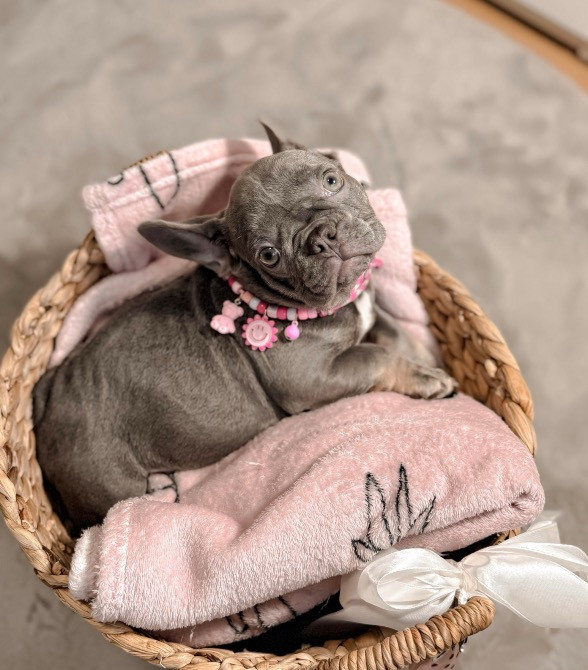 французский бульдог девочка лилак тан голубые глаза. киев. 2 мес Київ - зображення 3