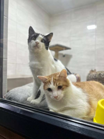 Ветклініка "Sos" - доступна допомога тваринам Харків