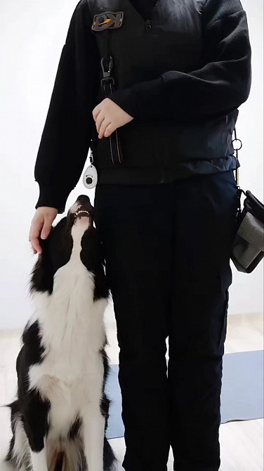 Дресирування собак Київ - зображення 2