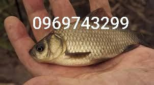 Зарибок щуки, коропа, товстолоба, карася, судака, білий амура, сома Біла Церква - зображення 2