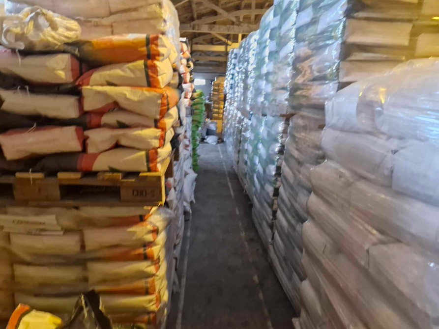 Соняшник Синельниківський УльтраРанній (Сур), 75-80 днів, фр. Преміум Синельникове - зображення 2