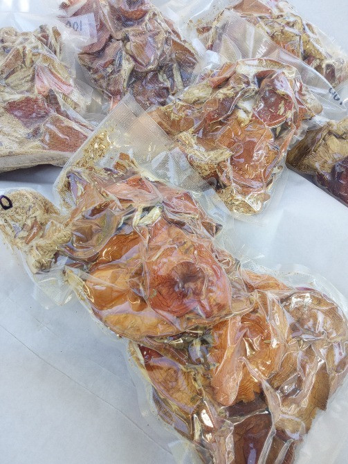 Мухомор червоний 2024 Черкаси - зображення 2