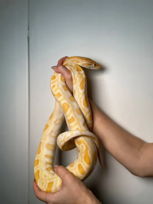 Тигровий пітон альбінос, неймовірна змія пітон підліток Київ - зображення 2