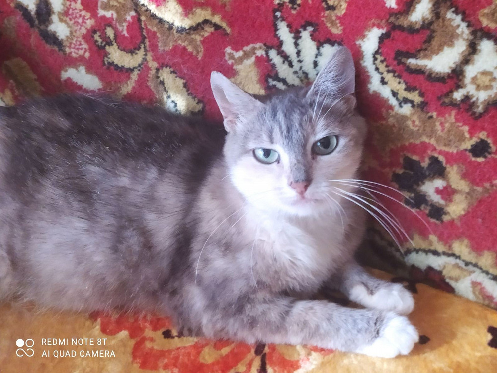 Отдам котят в хорошие руки Запоріжжя - зображення 1