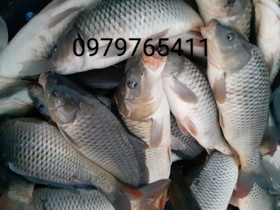 Зарибок судака, коропа, карася, товстолоба, щуки, білого амура Біла Церква - зображення 2