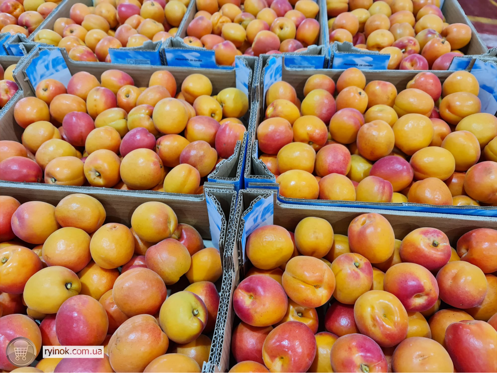 Продаємо абрикос Київ - зображення 8