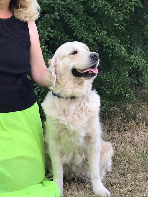 Элитные щенки золотистого ретривера – верные друзья и гордость вашей с Київ - зображення 7