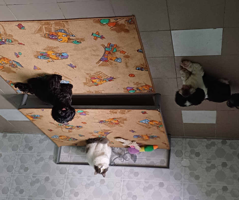 Гостиница Пес для собак - перетримка тварин у Київі, дім для собак Киев - изображение 19