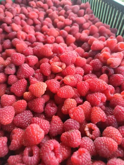 Продам садженці ремонтантної малини Полана Луцьк - зображення 1