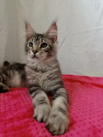 Мейн Кун котенок мальчик Днепр