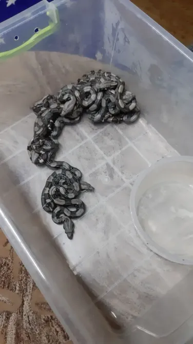 Продам императорских удавов Зміїв - зображення 2