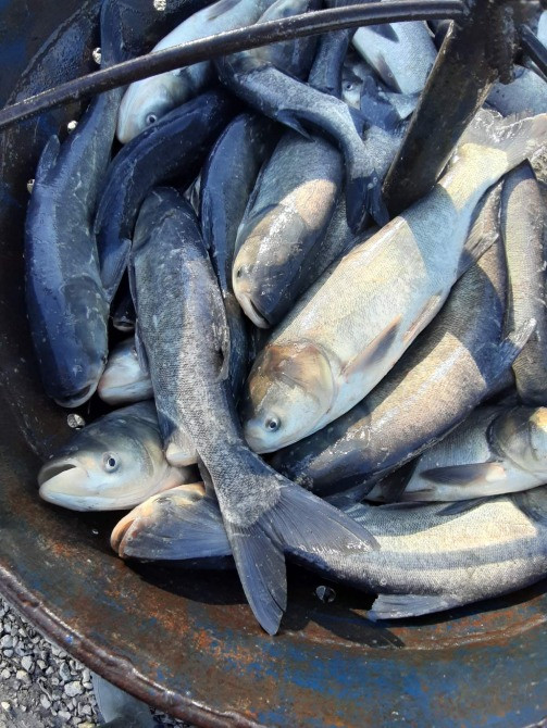 Зарибок судака, коропа, карася, товстолоба, щуки, білого амура Біла Церква - зображення 7