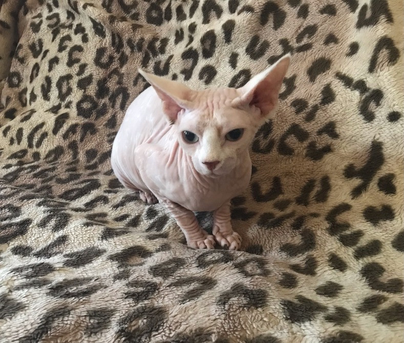 Кошечка Канадский сфинкс ищет дом Суми - зображення 5