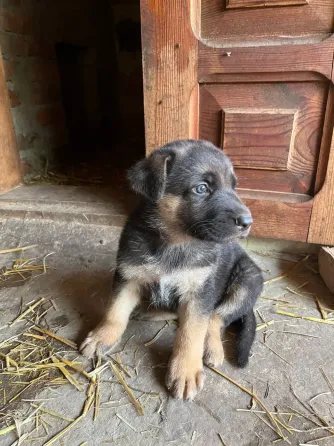 Продам цуценят Німецької вівчарки Полтава