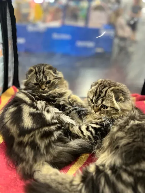 Мармурові довгошерсті шотландські фолдики Київ - зображення 5