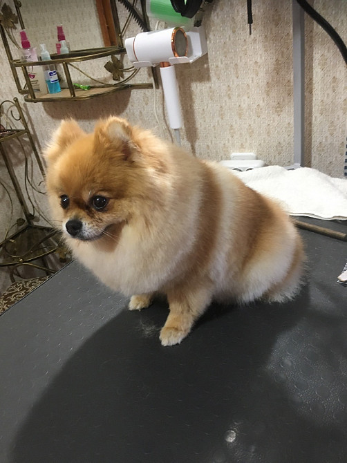 Стрижка собак і котиків. Грумінг. Троєщина , Оболонь Киев - изображение 2