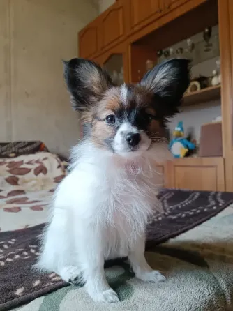 Дівчинка Папійон/папильон (Papillon) /континентальний той-спанієль Дніпро