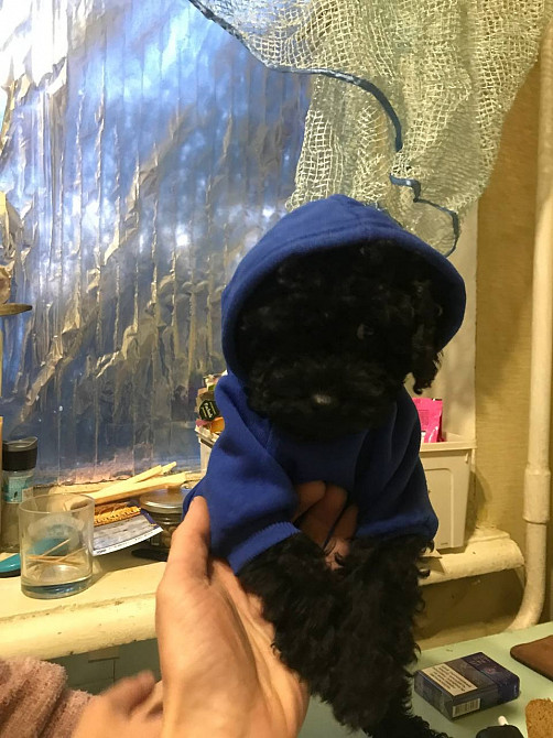 Продаю той пуделя Київ - зображення 1