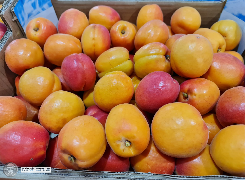 Продаємо абрикос Київ - зображення 3